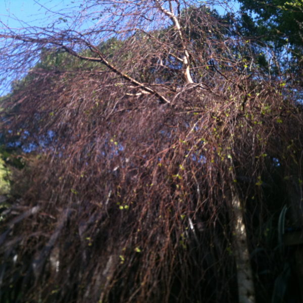 Silver birch in our garden
