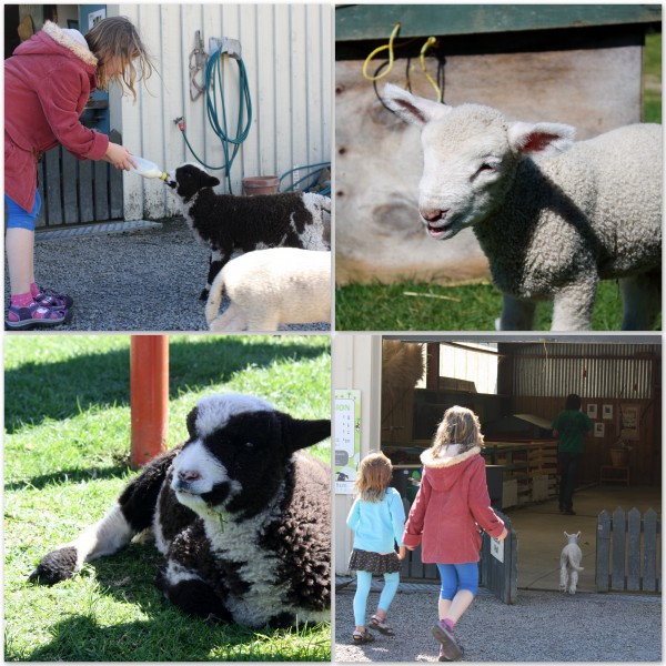 Spring lambs at Kapiti