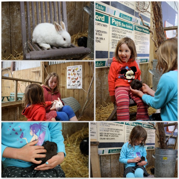 Petting the rabbits and guinea pigs