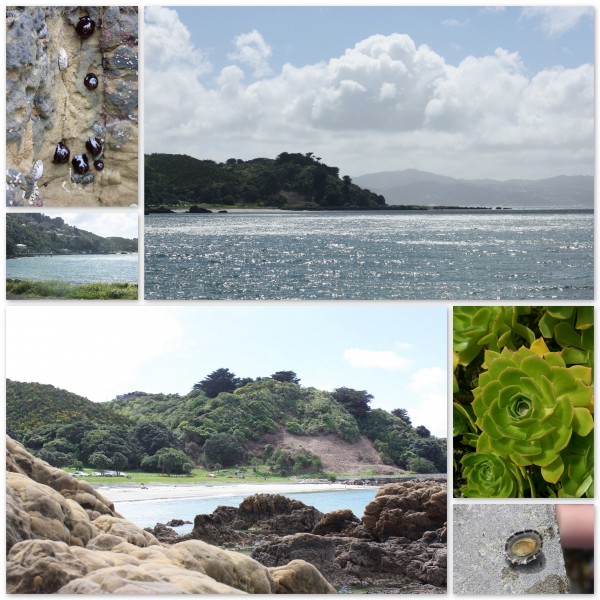 Beautiful Scorching Bay, Wellington on a spring afternoon