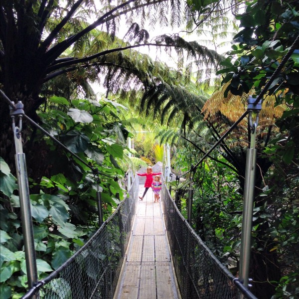 Swing bridge in Bush Garden at Te Papa