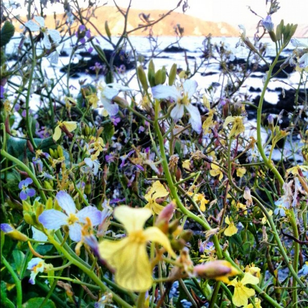 Coastal flowers