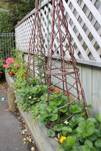 Strawberries, peas and tomato plants