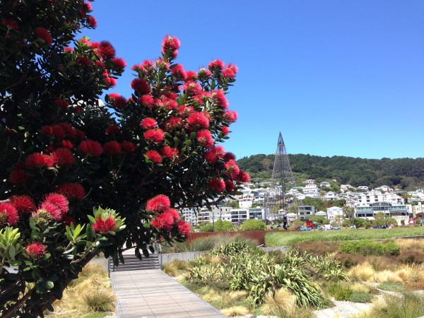 Pohutukawa tree in bloom, with Waitangi Park & Mount Victoria in the background