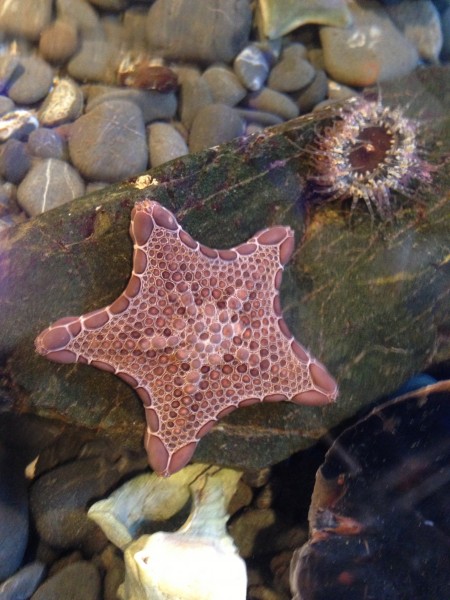Biscuit starfish