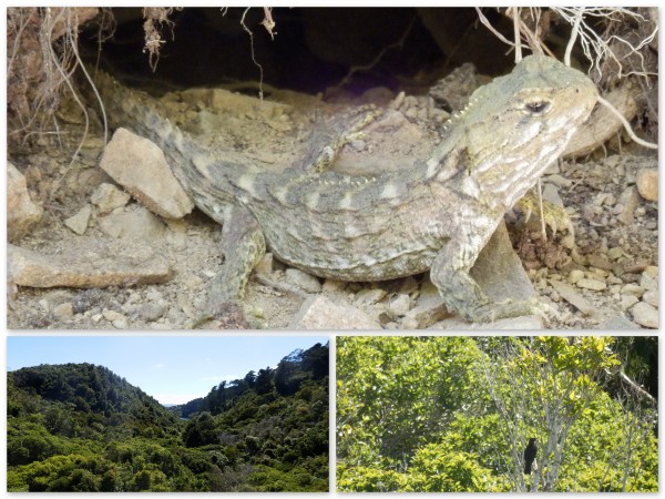 Tuatara at Zealandia