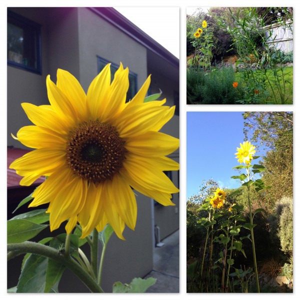 Beautiful sunflowers in the garden