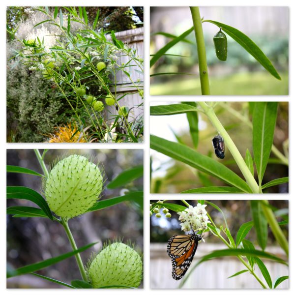 Monarch butterfly and swan plants in our garden