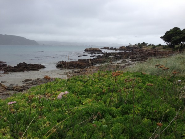 Watching planes descend from the clouds to land in Wellington