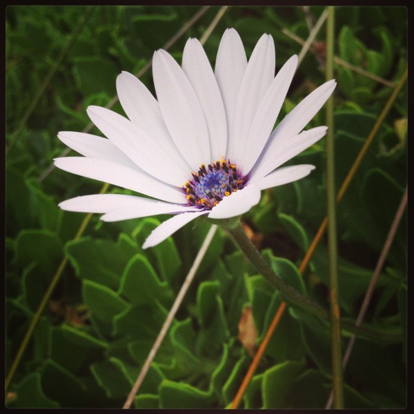 A flower on a Saturday