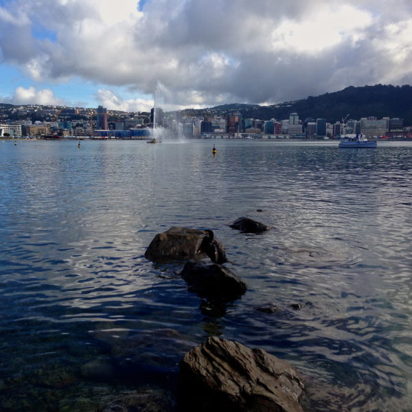 Wellington city from Oriental Parade, with a shag in the foreground, New Zealand