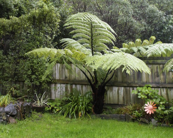 Punga fern in the garden, New Zealand