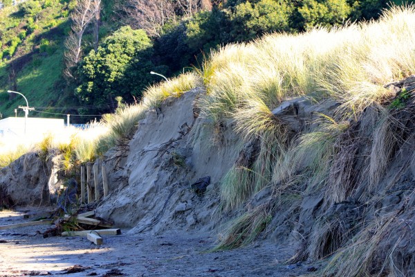 Dunes battered by the June storm of 2013 on Worser Bay, Wellington