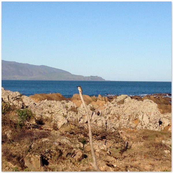 Kingfisher, Island Bay