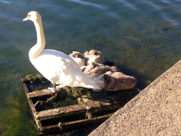 SWAN AND CYGNETS