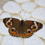 Butterflies, Smokey Bear & Woodsy Owl at the Santa Barbara Museum of Natural History