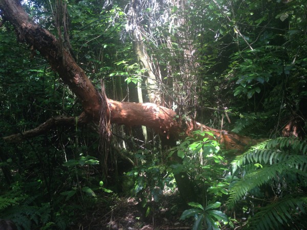 Taken at Zealandian, Karori Wildlife Sanctuary, Wellington