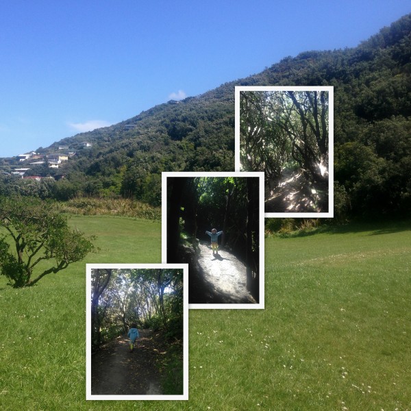 Houghton Valley town belt, Wellington