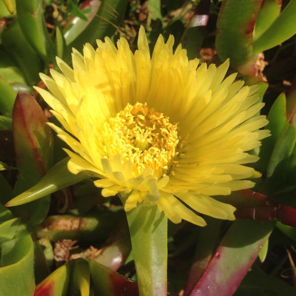 Introduced Ice plant, Cape fig, Hottentot fig (Carpobrotus edulis) in flower.