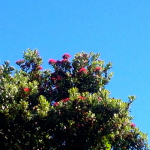 Christmas & my Pohutukawa Fairy!