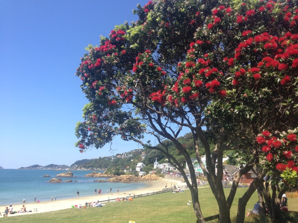 Pohutukawa Tree at Scorching Bay