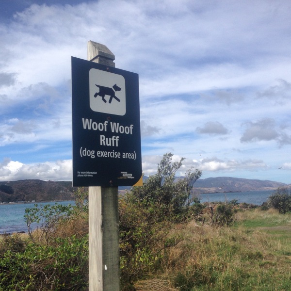 Dog walking in Welly on the town belt land