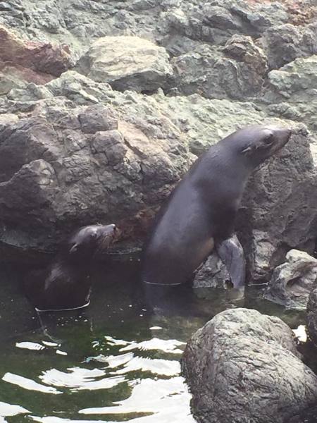 Seals on the south Wairarapa coast
