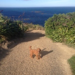 Running Wellington’s tracks & trails with Monsieur Cocoa