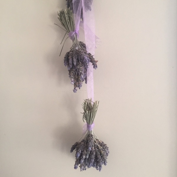 Lavender hanging to dry