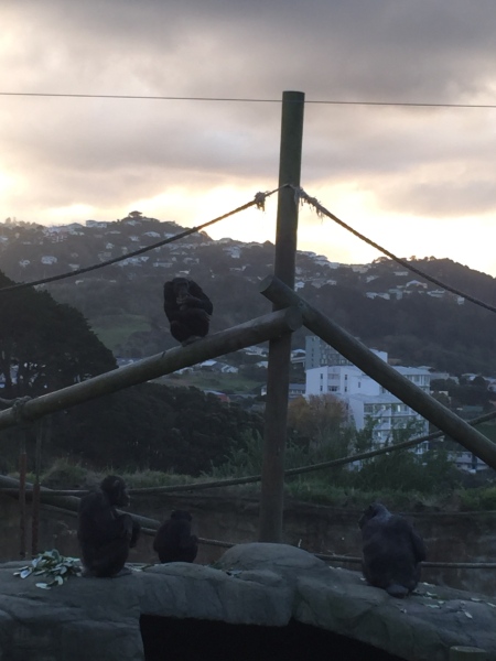 Chimpanzee family on a beautiful skyline in Wellington