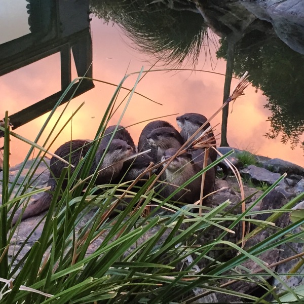 Otters at sunset at Wellington Zoo