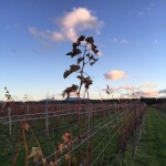 A favourite place – Martinborough | The Photo Gallery