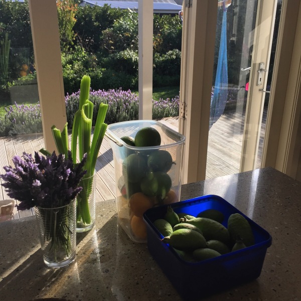 A surprising mid-winter bounty from our garden in Martinborough!