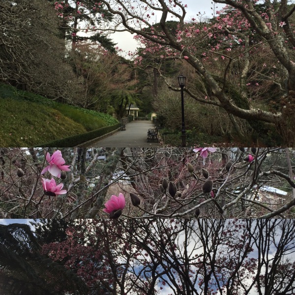 Magnolia buds in bloom!