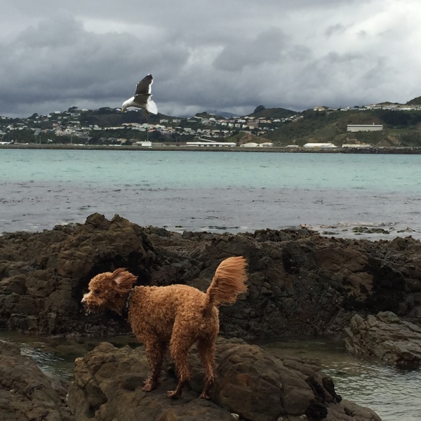 Cocoa trying to take off and fly like a seagull, head on into a strong northerly wind, overlooking Lyall Bay, Wellington.