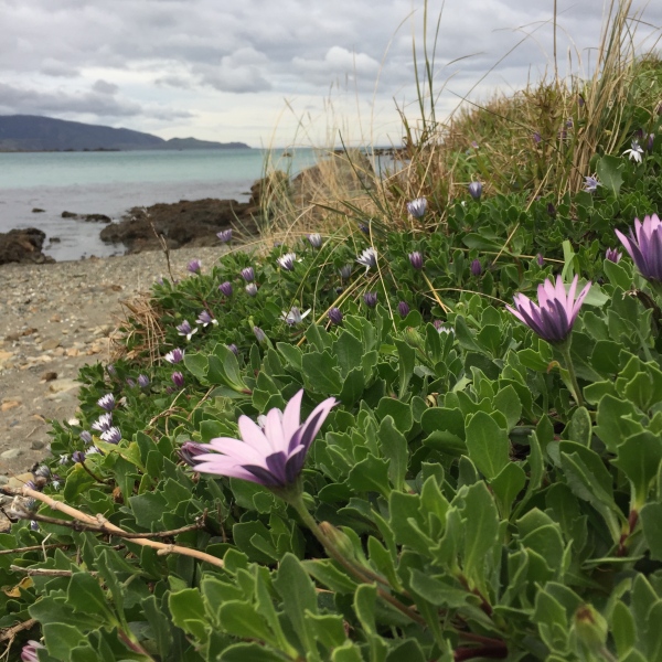 Counting down to spring, from Dorrie Leslie Park overlooking Lyall Bay, Wellington.