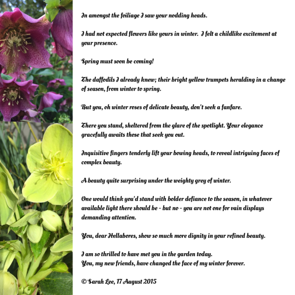 Poem - First meeting with Hellebores