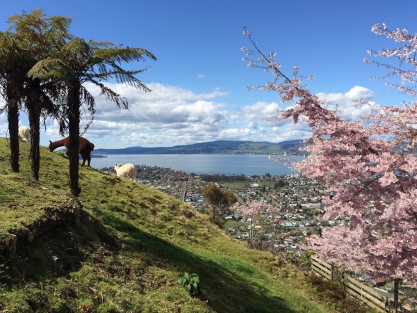 Rotorua bathed in colours of spring.