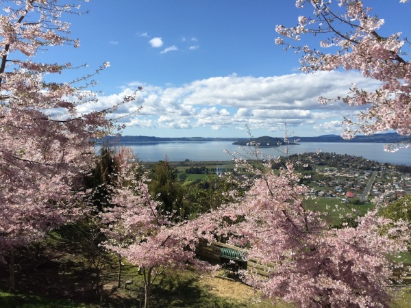 Gorgeous blossom trees!