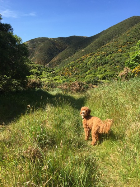 Monsieur Cocoa: 'Lovely lush grass, let's go seek out some more wild hare!'.