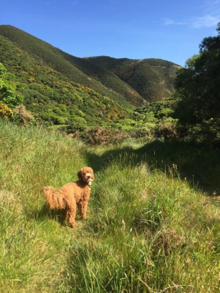 Monsieur Cocoa: 'Lovely lush grass, let's go seek out some more wild hare!'.