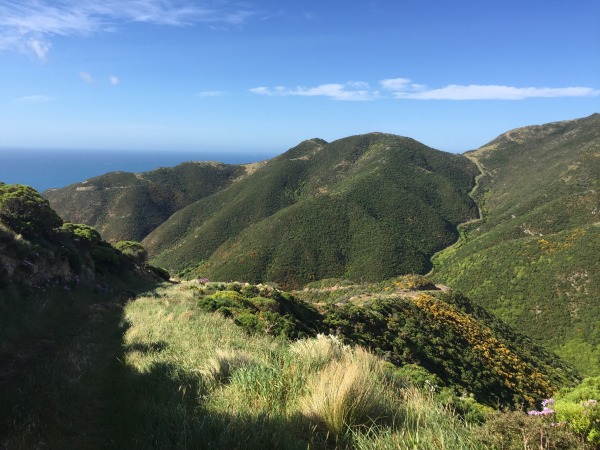 South Coast hills of Wellington walking tracks.