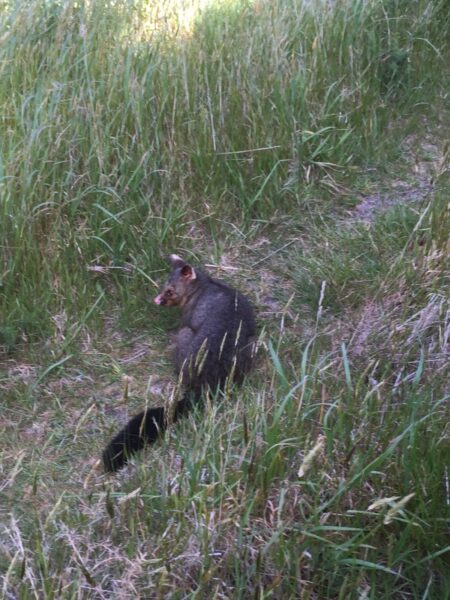 Possum: 'What are you looking at?'.
