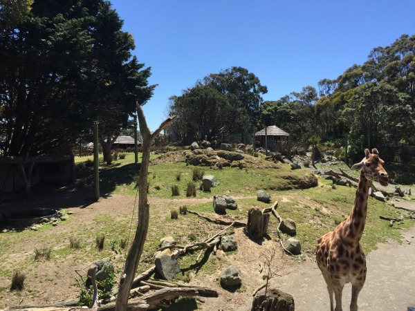 Graceful giraffes.