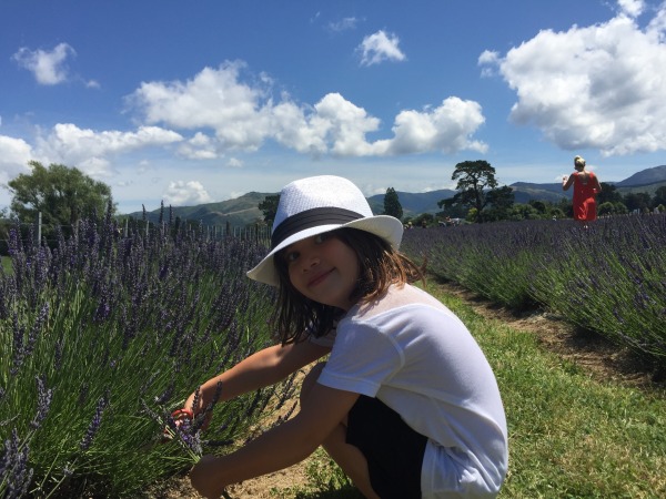 Lavender Picking