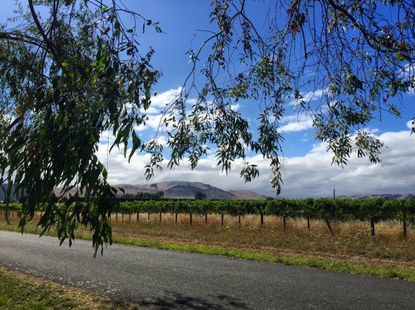 Country walks, Martinborough.