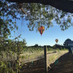 My Sunday Photo – Hot air balloons over Martinborough