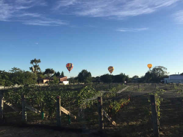 Balloons over vineyards.