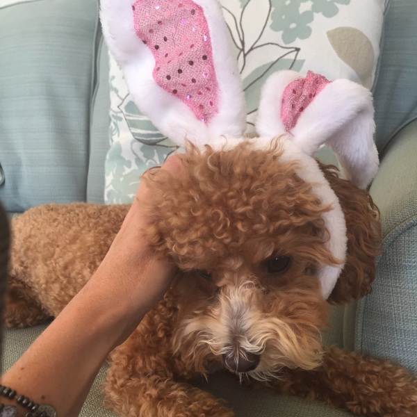 Cocoa the dog, looking unsure about having to play the role of the Easter bunny!