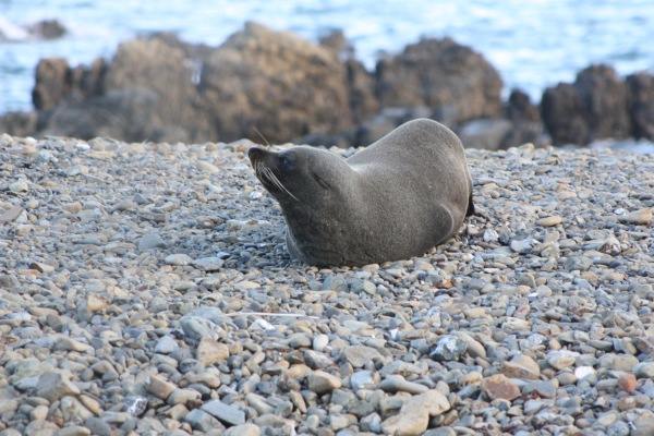 A New Zealand fur seal resting on the South Coast of Wellington.